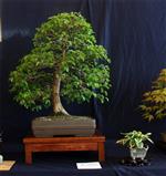 SBA-National Bonsai Exhibition 2014 (45).jpg